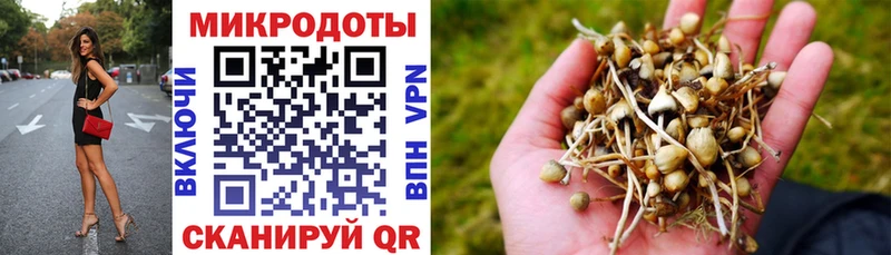 Псилоцибиновые грибы Cubensis  Новодвинск 